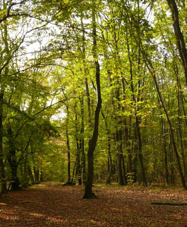 Gestion et entretien de parcs et forêts d'agrément dans le Maine-et-Loire
