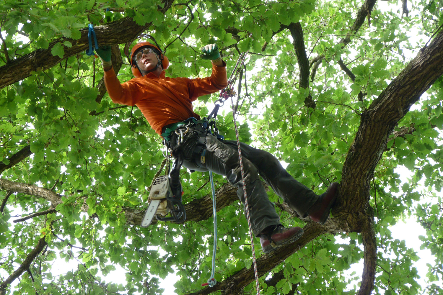 Étude et conseils appropriés pour vos arbres