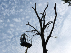 Abattage d'un arbre dangereux avec nacelle à Avrillé Abattage d'un arbre dangereux avec nacelle à Avrillé