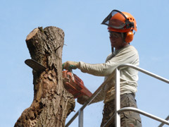 Abattage d'un arbre dangereux avec nacelle à Avrillé Abattage d'un arbre dangereux avec nacelle à Avrillé