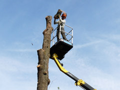 Abattage d'un arbre dangereux avec nacelle à Avrillé Abattage d'un arbre dangereux avec nacelle à Avrillé