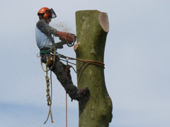 Abattage par démontage d'un platane à Candé Abattage par démontage d'un platane à Candé