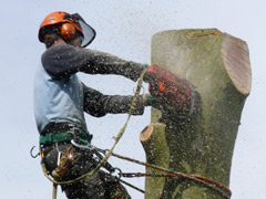 Abattage par démontage d'un platane à Candé Abattage par démontage d'un platane à Candé
