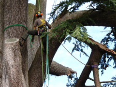 Élagage d'une branche cassé d'un cèdre à Angers Élagage d'une branche cassé d'un cèdre à Angers