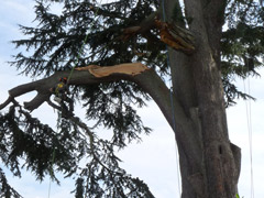 Élagage d'une branche cassé d'un cèdre à Angers Élagage d'une branche cassé d'un cèdre à Angers