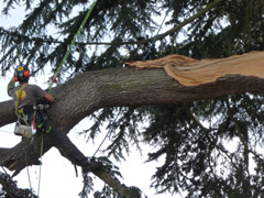 Élagage d'une branche cassé d'un cèdre à Angers Élagage d'une branche cassé d'un cèdre à Angers