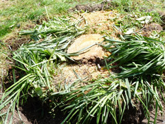 Suppression d'une souche à Bouchemaine Suppression d'une souche à Bouchemaine