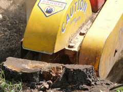 Suppression d'une souche à Bouchemaine Suppression d'une souche à Bouchemaine