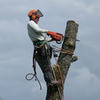 Abattage / démontage d'arbres dans le département du 49 service abattage et démontage