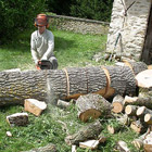 Évacuation et nettoyage d'arbres dans le Maine-et-Loire service d'évacuation et de nettoyage