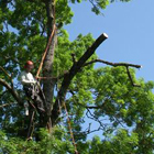 Élagage / taille et soins des arbres dans le département du 49 service élagage, taille et soins des arbres
